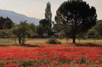 «Gelincikler» Tamer Erkan