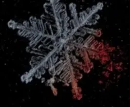 «Yabancı Şahmeran» Öznur Yıldırım